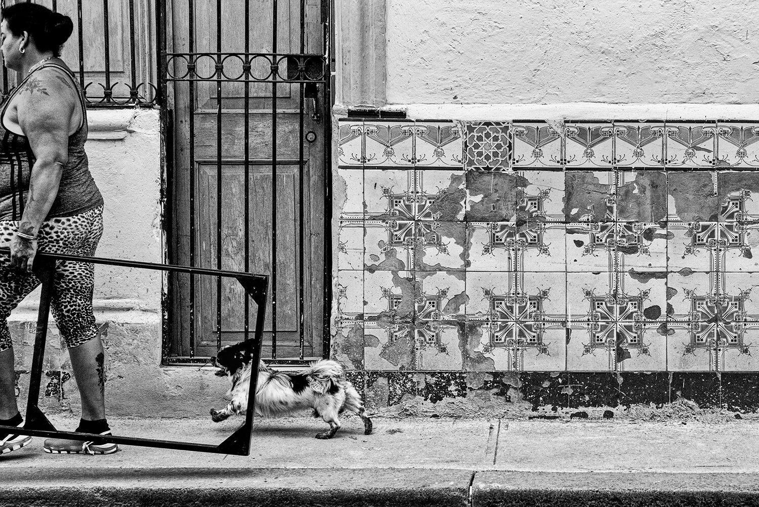 Dogframe, photograph by Melinda Green Harvey